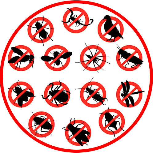 General pest control services for cockrocaches, ants spiders and other household pests